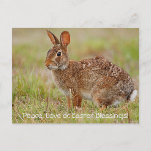 ¡Paz, Amor y Bendiciones de Pascua! Postal