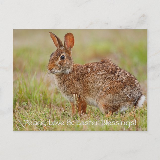 ¡Paz, Amor y Bendiciones de Pascua! Postal (Anverso)