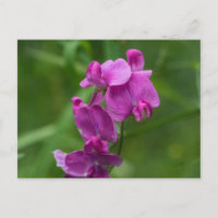 Pea dulce Bonito Flores salvajes rosadas postal