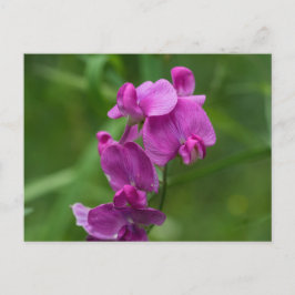 Pea dulce Bonito Flores salvajes rosadas postal