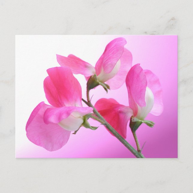 Pea dulce rosa - fragancia de primavera - postal (Anverso)