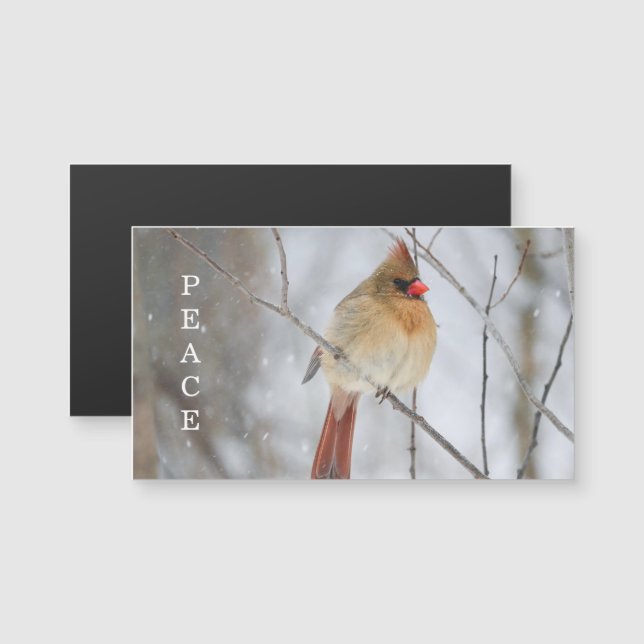 Peace Winter Cardinal Photo Magnet Card (Anverso/Reverso)