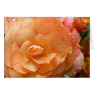 Peach Begonia