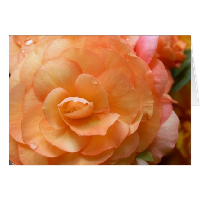 Peach Begonia (Anverso (Horizontal))