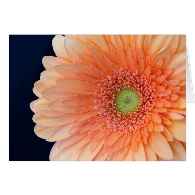Peach Gerbera (Anverso (Horizontal))
