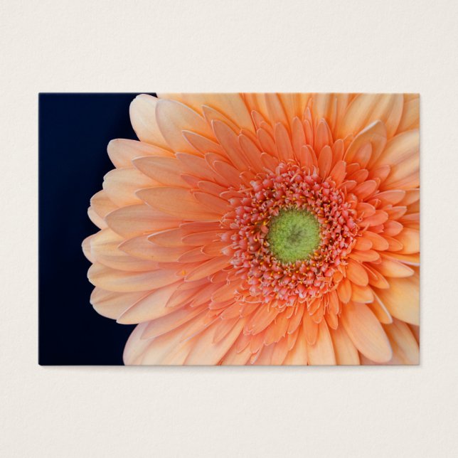 Peach Gerbera (Frente)
