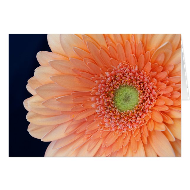 Peach Gerbera (Anverso (Horizontal))