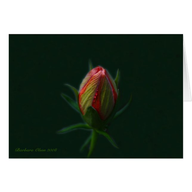Peach Hibiscus flor-alma floreciente en la natural (Anverso (Horizontal))