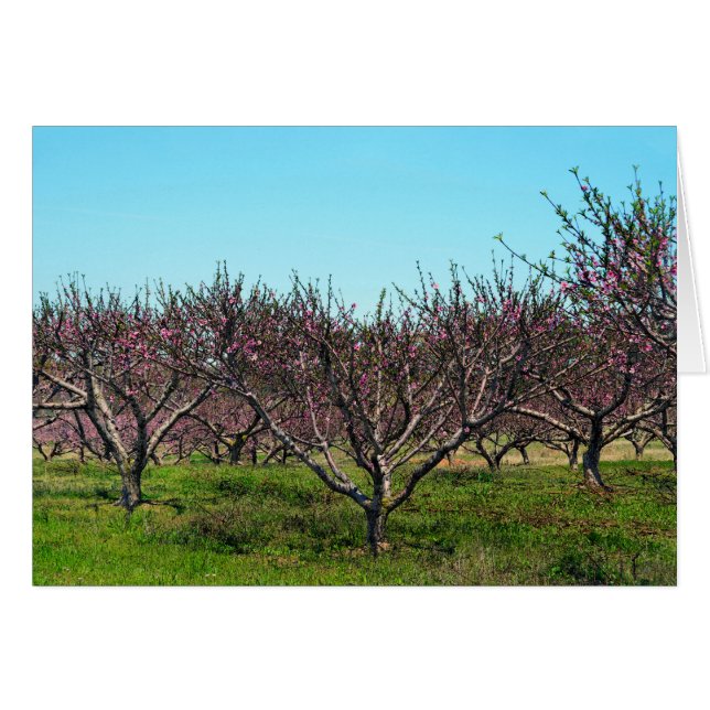 Peach Orchard en pleno florecimiento (Anverso (Horizontal))