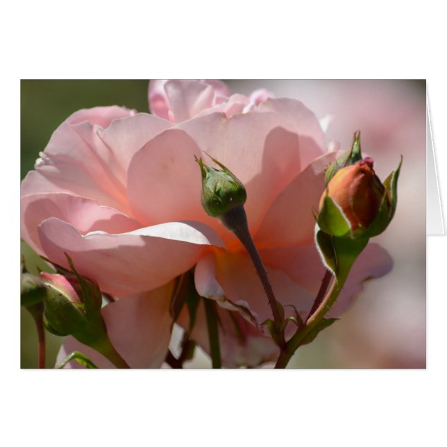 Peach Peony (Anverso (Horizontal))