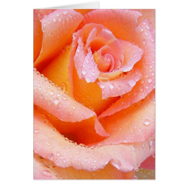 Peach Rosa Con Tarjeta Dew (Frente)