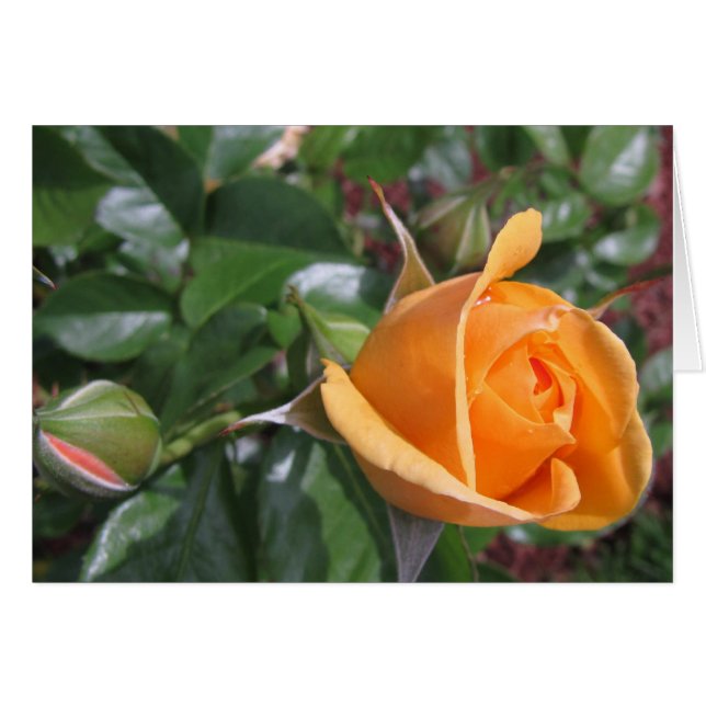 Peach Rosebud (Anverso (Horizontal))