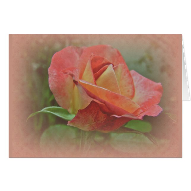 Peachy Rosa Blossom (Anverso (Horizontal))