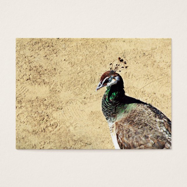 Peacock (Frente)