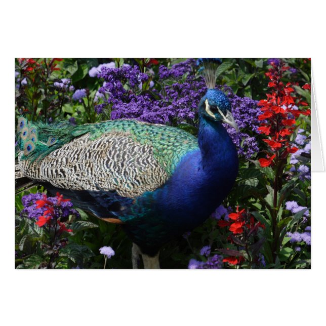 Peacock (Anverso (Horizontal))