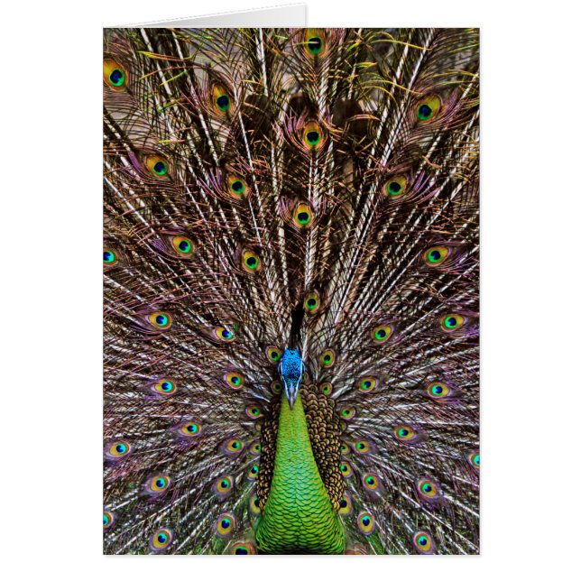 Peacock (Frente)
