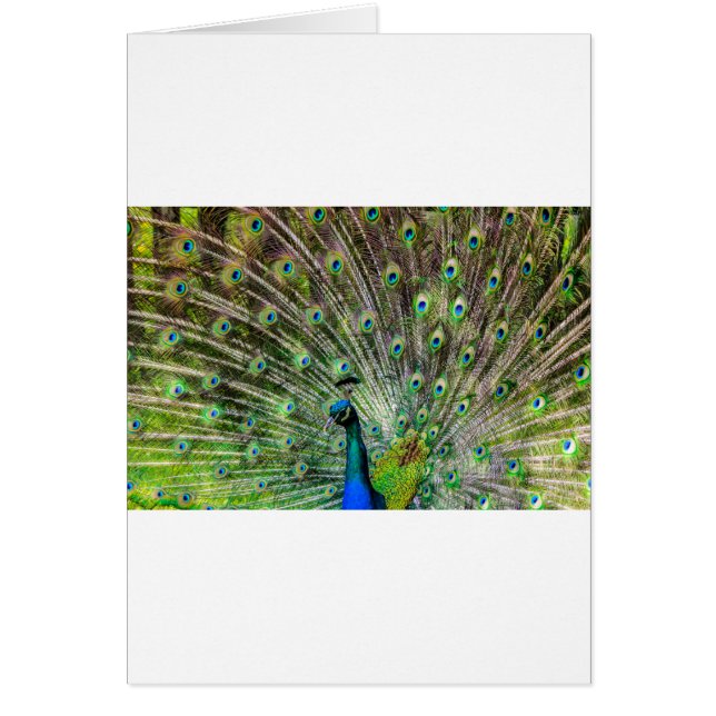 Peacock (Frente)