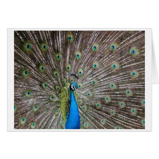 Peacock (Anverso (Horizontal))