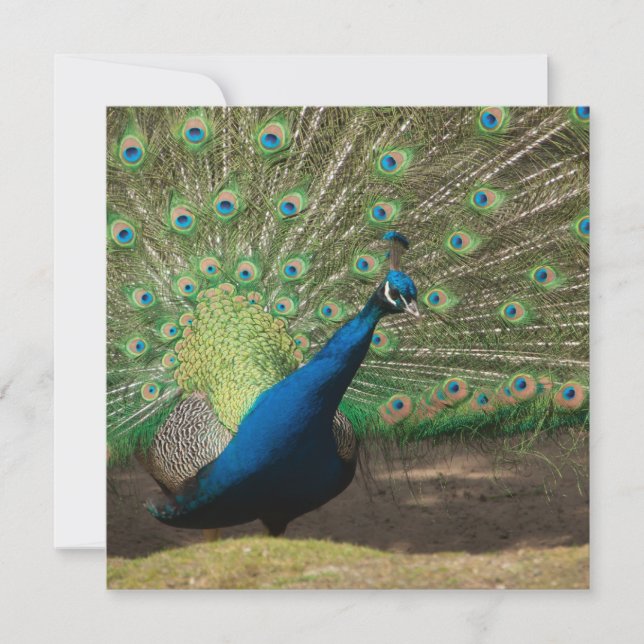 Peacock (Anverso)