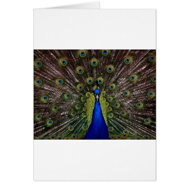 Peacock (Frente)