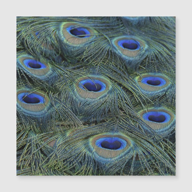 Peacock20160301 (Anverso)