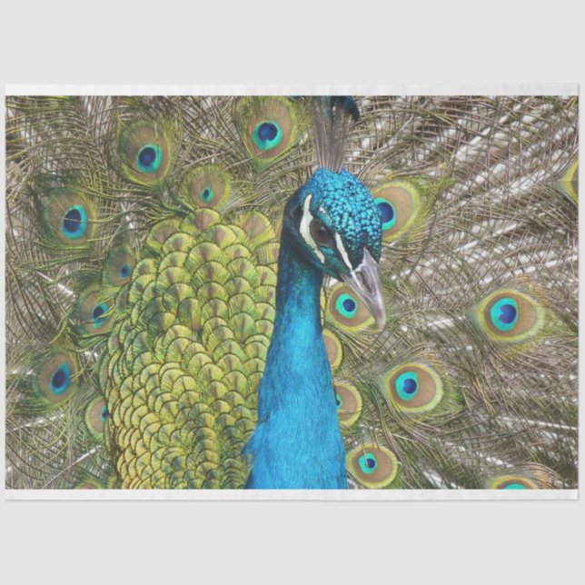 Peacock 1 Papel de tono de descomposición de arte  (Anverso)