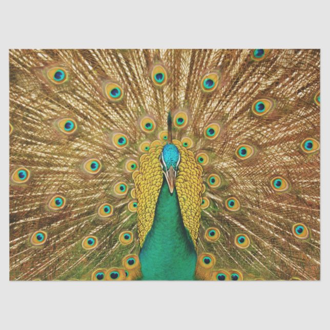 Peacock 2 Wall Art Decapitar Papel de tejidos (Anverso)
