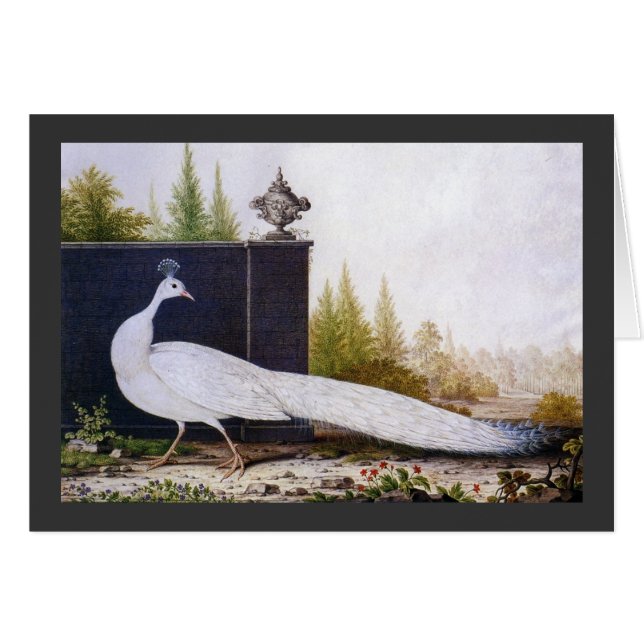 Peacock blanco (Anverso (Horizontal))