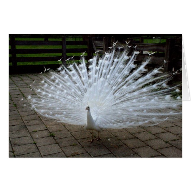 Peacock blanco (Anverso (Horizontal))