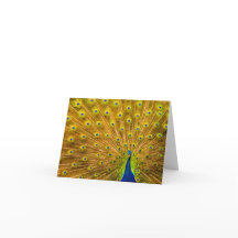 Peacock, cataratas plateadas, Kauai, Hawaii