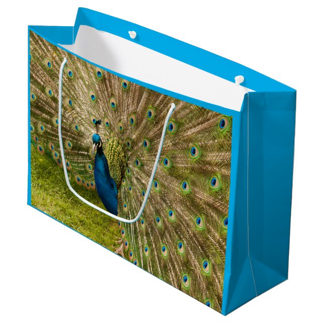 Peacock con su hermosa bolsa de regalo de pluma (Angulo Anverso)