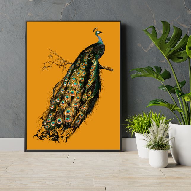 Peacock cosecha en la impresión de arte de un anim (Subido por el creador)