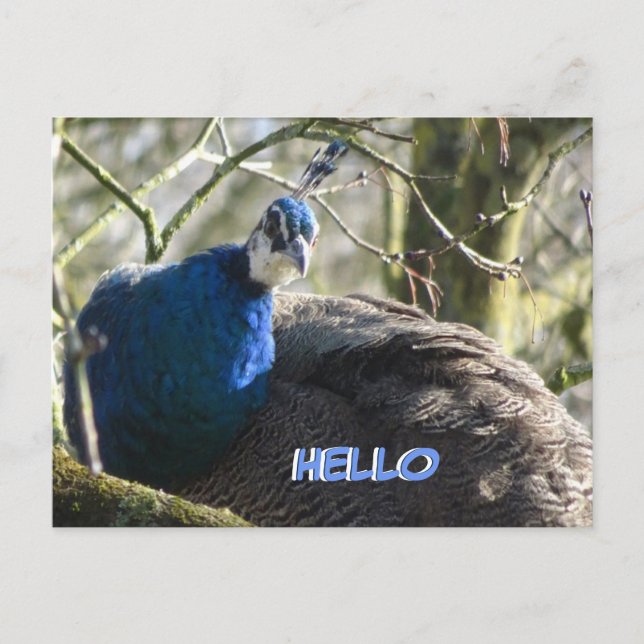 Peacock en la postal de Tree HELLO (Anverso)