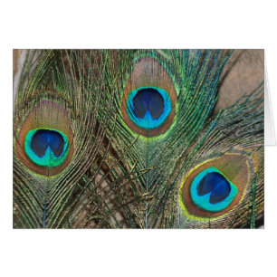 Peacock Feather Boda