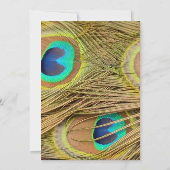 Peacock Feathers (Anverso)