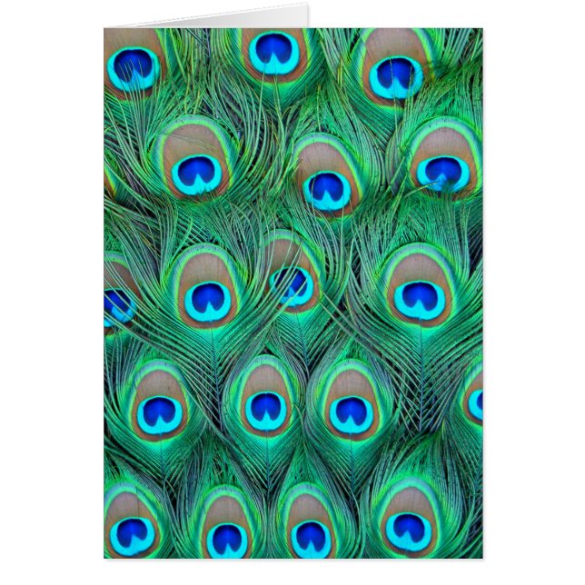 Peacock Feathers (Frente)