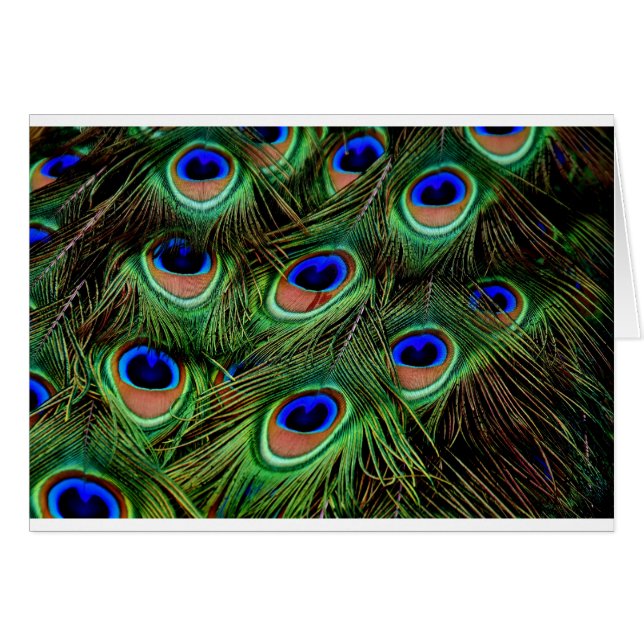 Peacock Feathers (Anverso (Horizontal))
