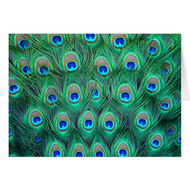 Peacock Feathers (Anverso (Horizontal))