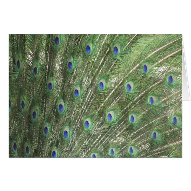Peacock Feathers (Anverso (Horizontal))