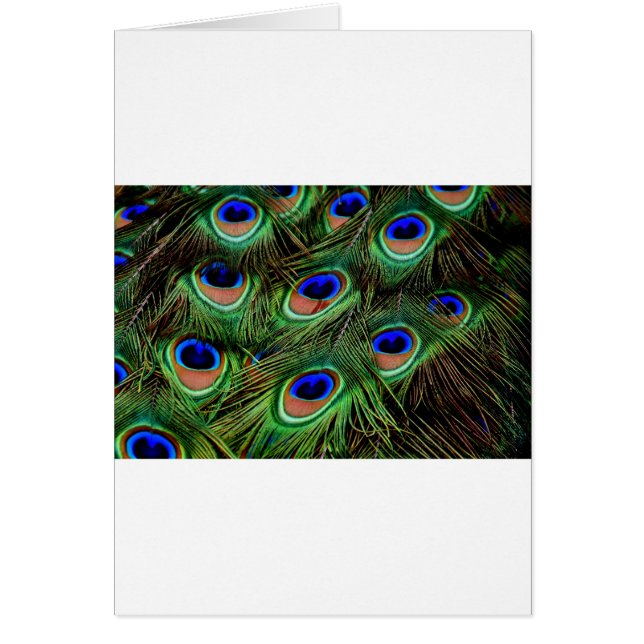 Peacock Feathers (Frente)