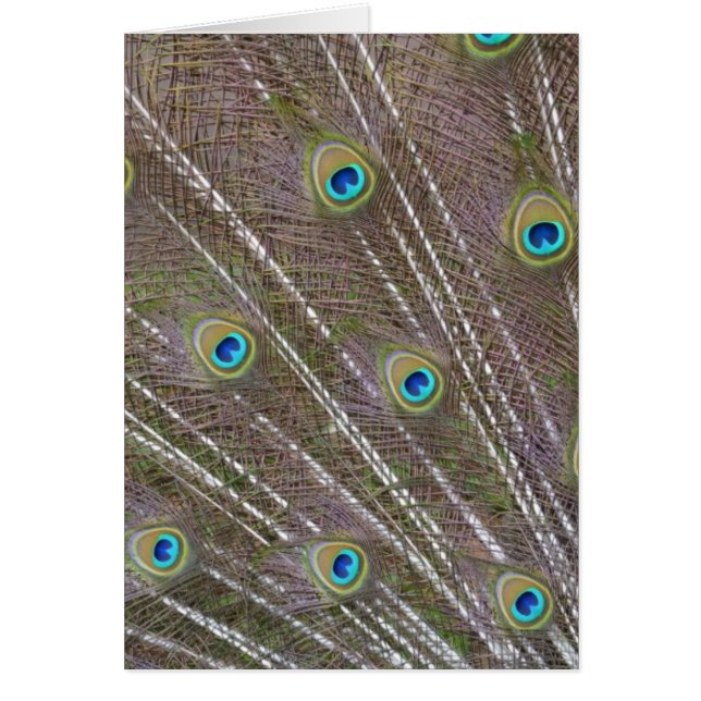 Peacock Feathers (Frente)