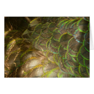 Peacock Feathers III (Mujer) Diseño de la Naturale