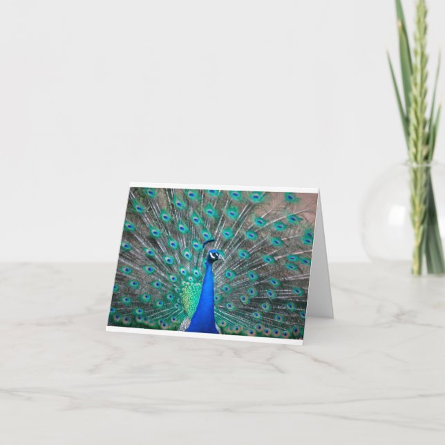 Peacock folded note card (Anverso)