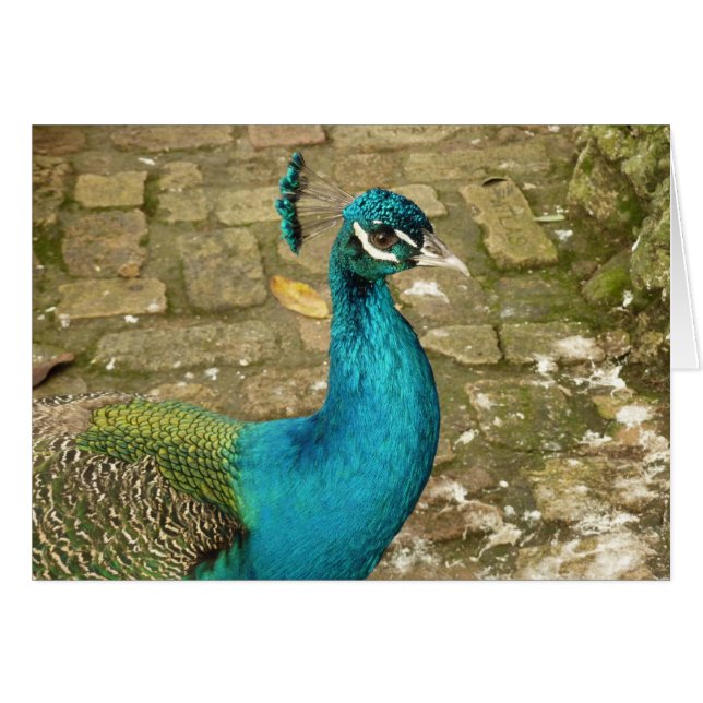 Peacock Hermosa Fotografía Natural (Anverso (Horizontal))