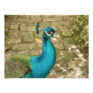 Peacock Hermosa Fotografía Natural