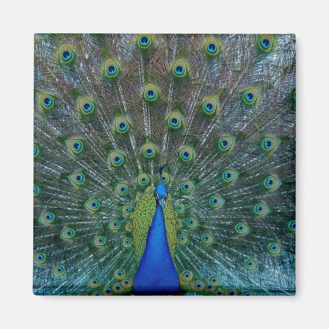Peacock, imán cuadrado (Frente)