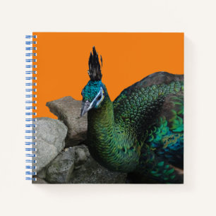 Peacock Indonesio Cierra Polvo. Cuaderno
