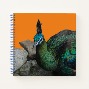 Peacock Indonesio Cierra Polvo. Cuaderno