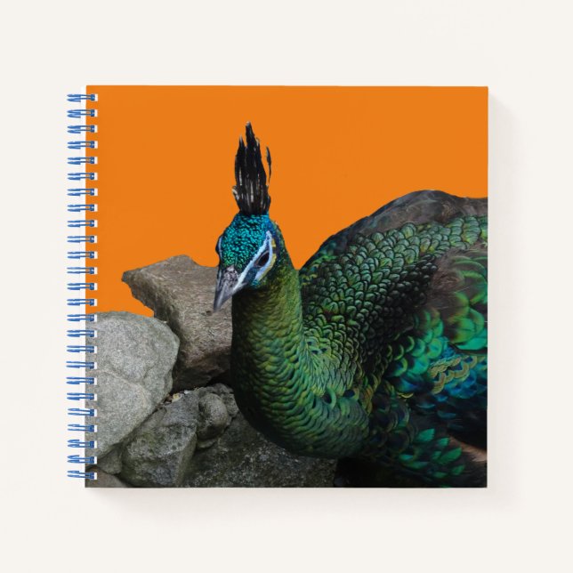 Peacock Indonesio Cierra Polvo. Cuaderno (Anverso)