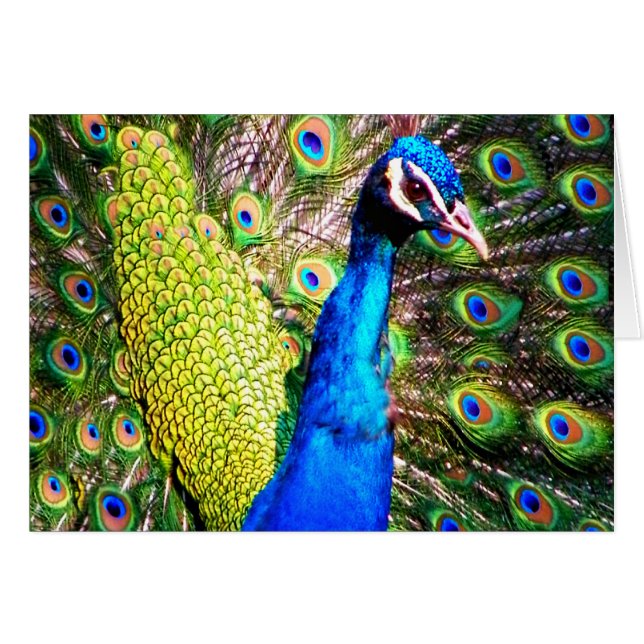Peacock, Love_ (Anverso (Horizontal))